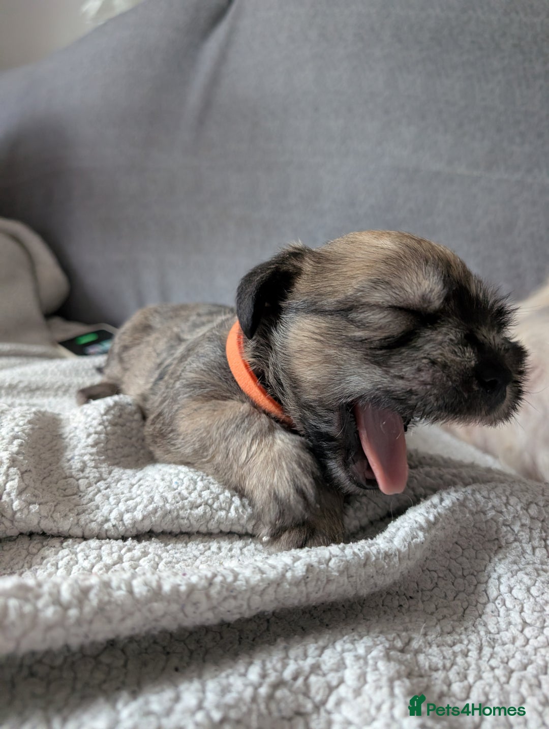 Glen of Imaal Terrier dogs for sale: Glen of Immal - Image 7