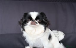 Japanese Chin dogs for sale: female - Image 14