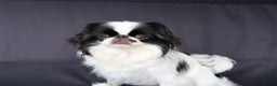 Japanese Chin dogs for sale: female - Advert 15