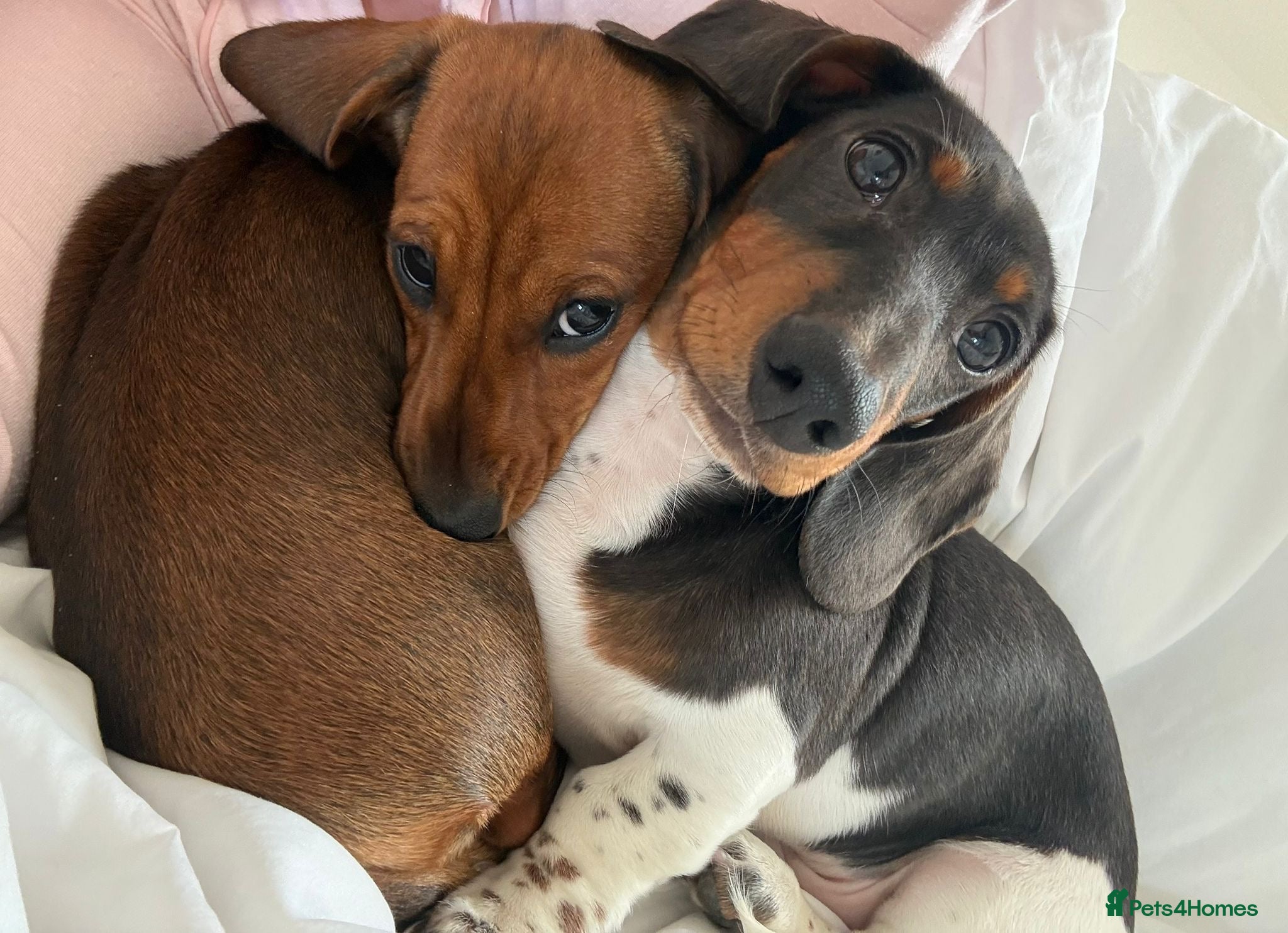 Miniature Dachshund dogs Male and female dachshund puppy  - Advert 1
