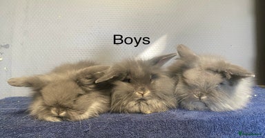 Lionhead rabbits - Advert 9