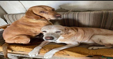 Mixed Breed dogs - Advert 3