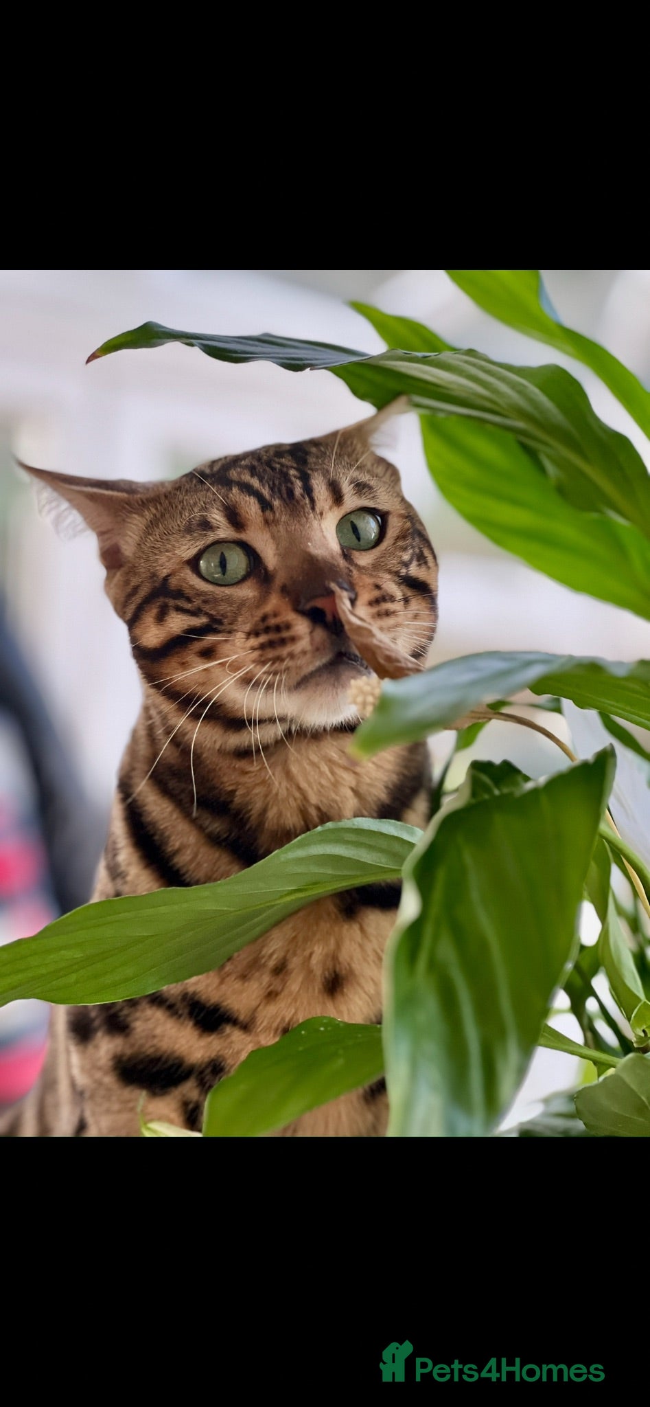 Bengal cats Atesh - Advert 1