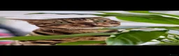 Bengal cats for sale: Atesh - Advert 1