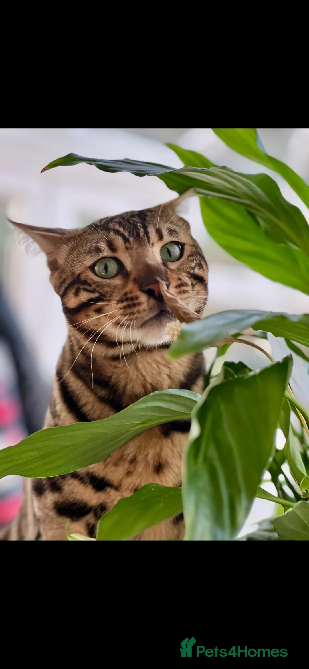 Bengal cats for sale: Atesh - Advert 1