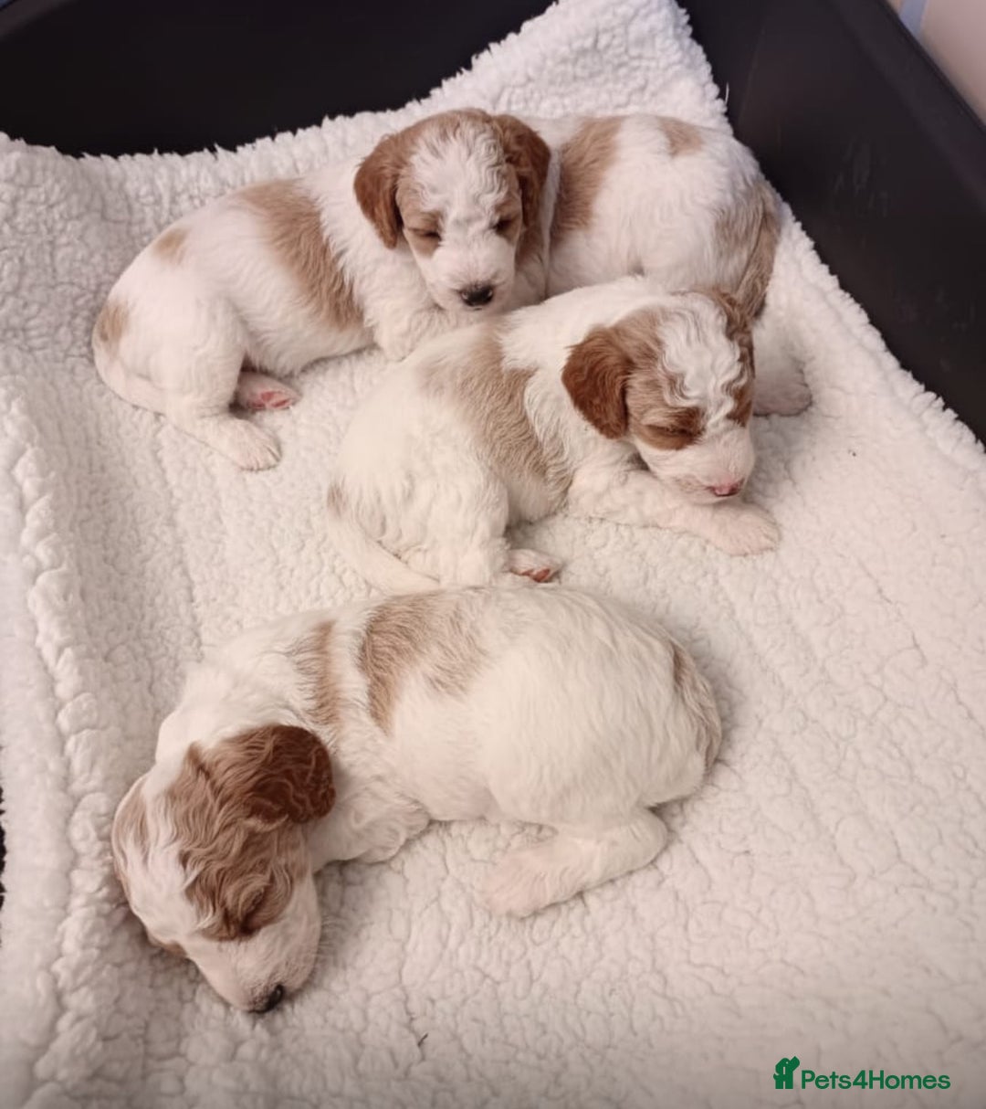 Double Doodle dogs for sale: Parti Double Doodles🐾  - Advert 6