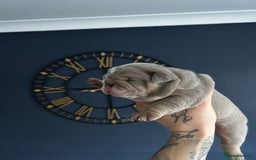 Mixed Breed dogs for sale: English bulldogs  - Advert 16