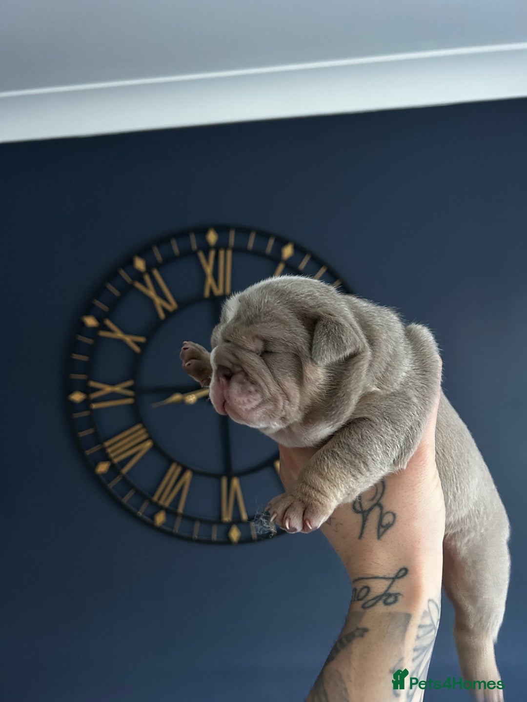 Mixed Breed dogs for sale: English bulldogs  - Advert 16