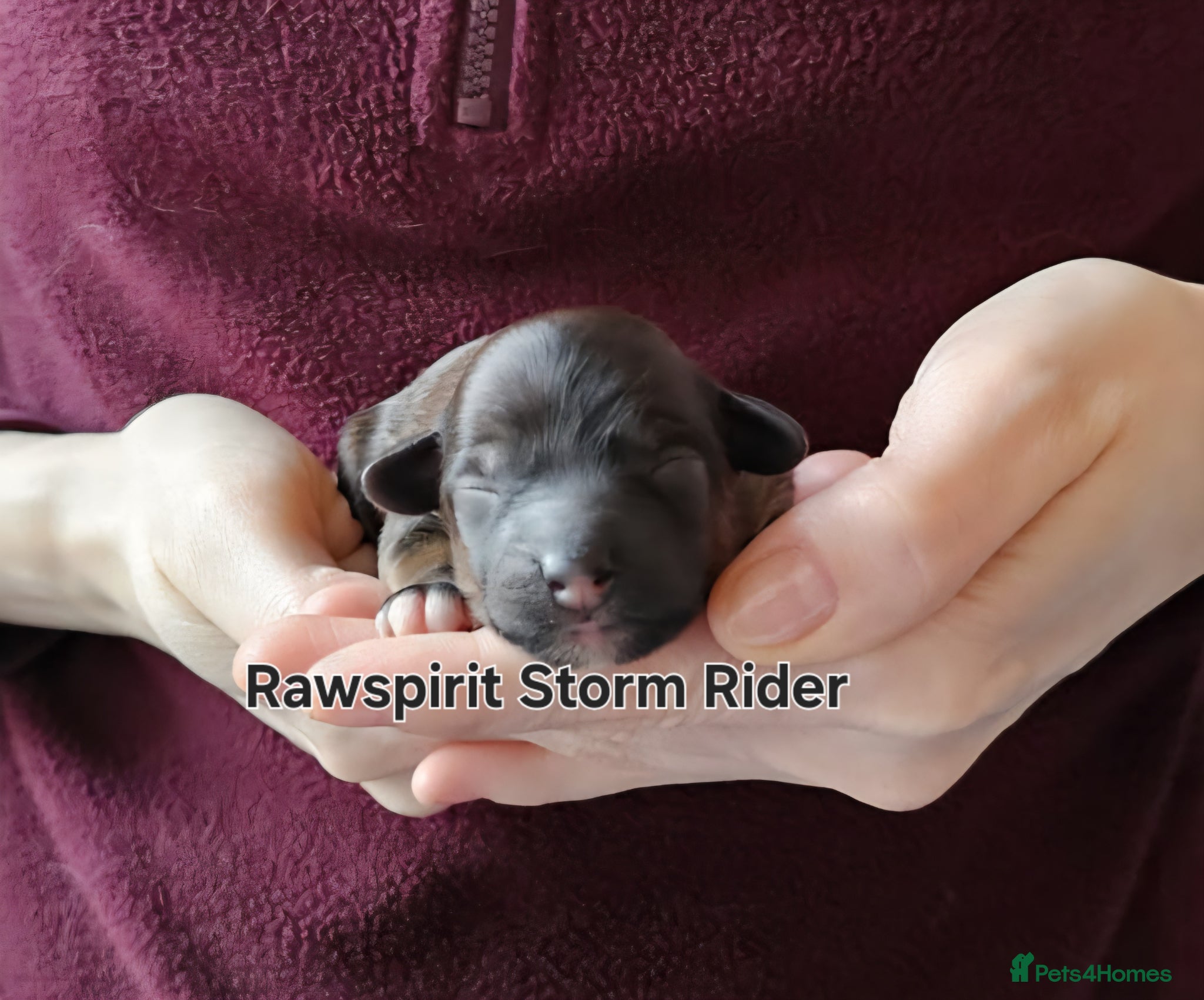 Chinese Crested dogs Powder puff puppies available  - Advert 2