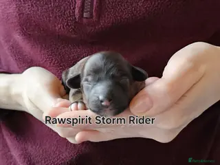 Chinese Crested dogs Powder puff puppies available - Advert 2