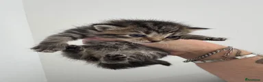 Mixed Breed 3