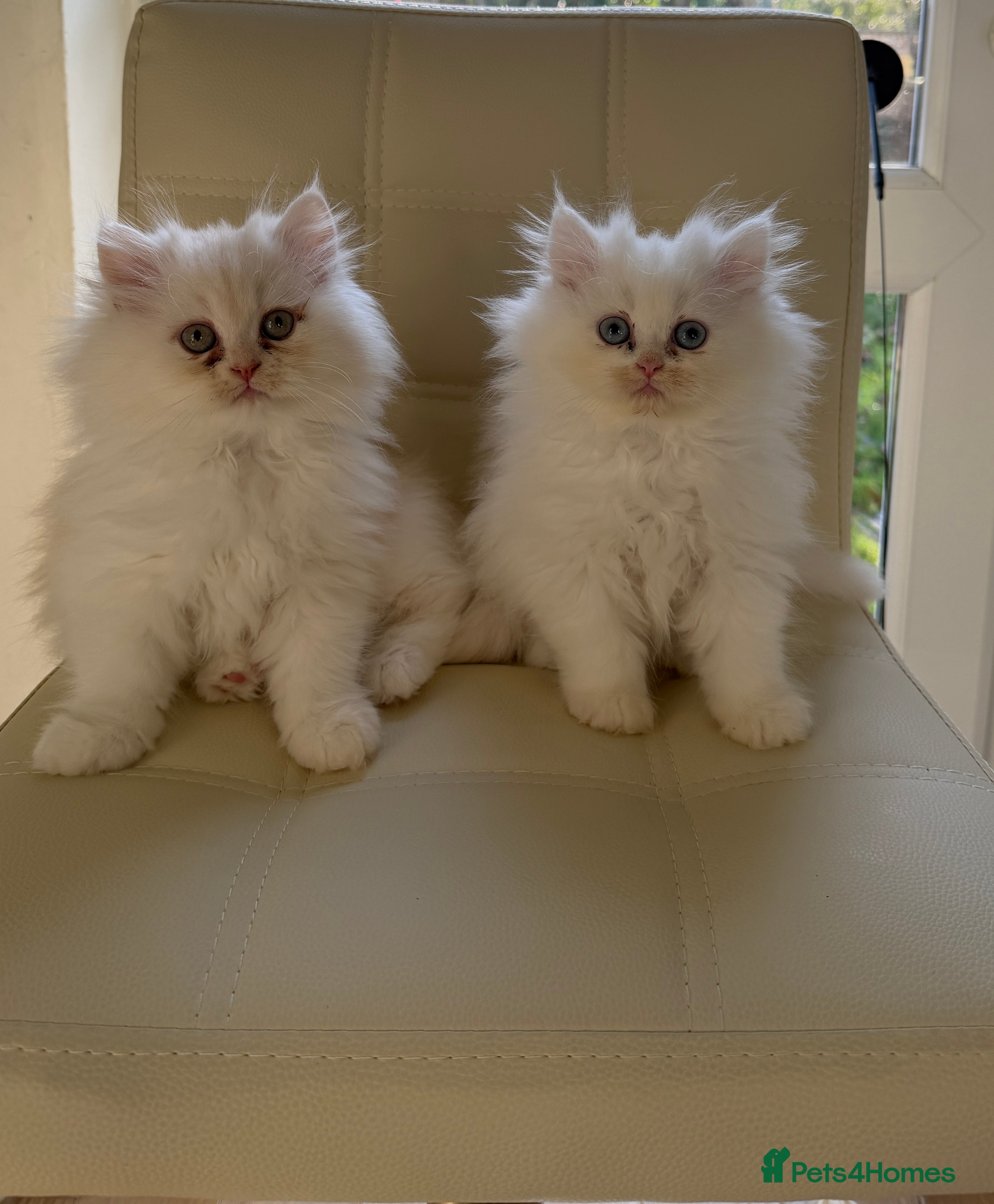 Persian cats Persian kittens, 2 boys - Advert 8