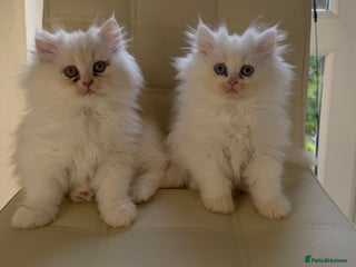 Persian cats Persian kittens, 2 boys - Advert 8