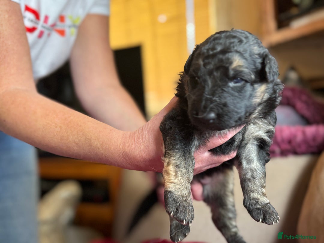 German Shepherd dogs for sale: Stunning long  German Shepherd puppies gsd pups  - Image 2