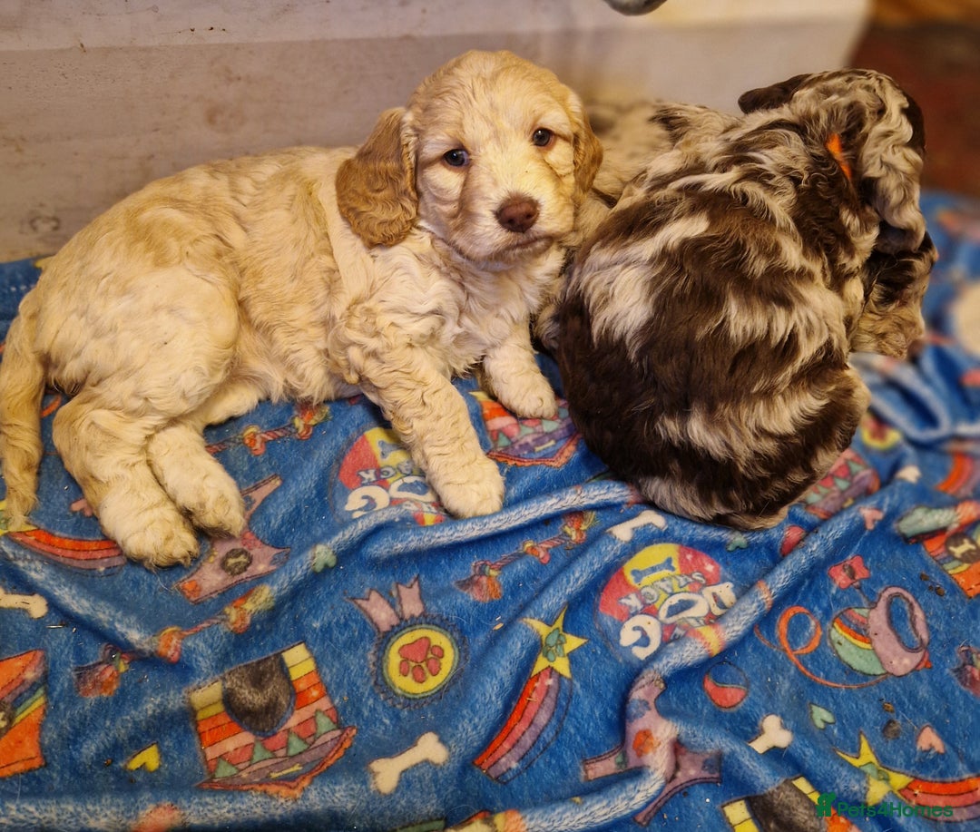 Mixed Breed dogs for sale: Stunning chocolate merle sproodles - Image 1