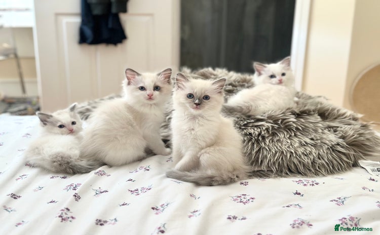 Ragdoll cats - Advert 13
