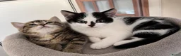 British Shorthair cats for sale: British Shorthair kittens  in Wirral - Advert 10