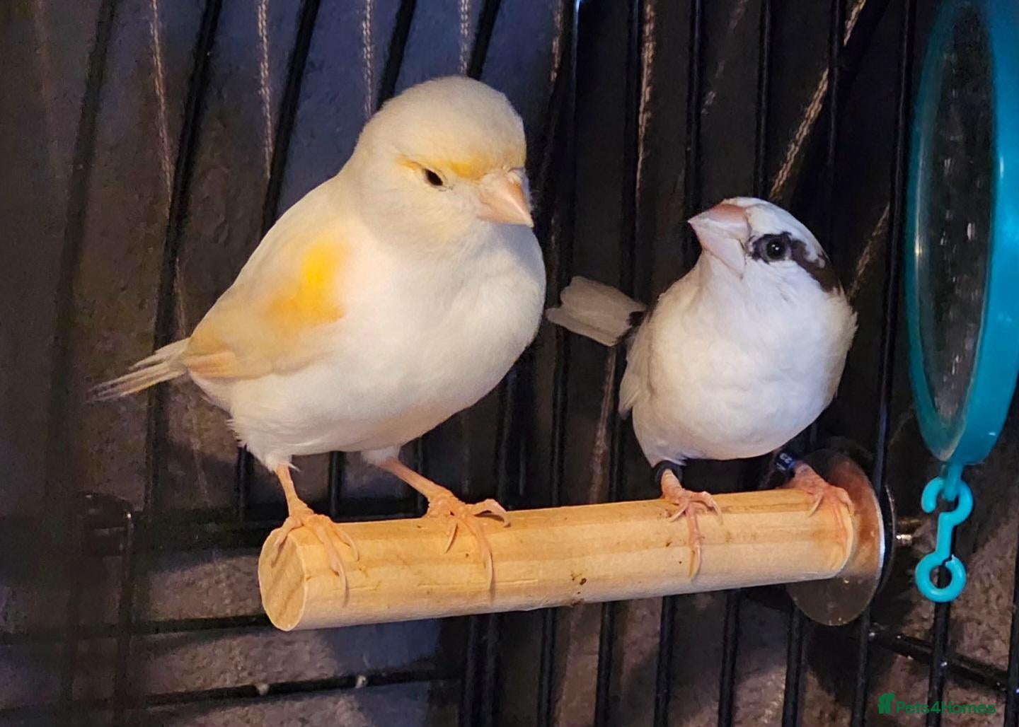 Canaries birds Canary & Bengalese Finch  - Advert 10