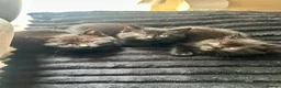 Mixed Breed cats for sale: Gorgeous kittens  - Advert 15
