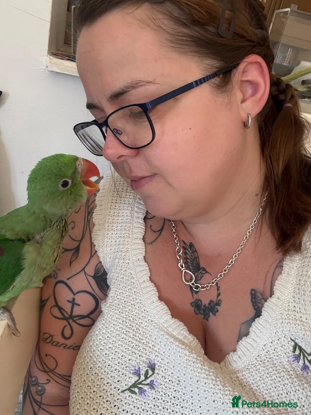 Parakeets birds for sale: Female Alexandrian parakeet  - Advert 1