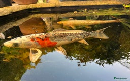Koi Carp fish for sale: 2 koi Carp for sale  - Image 6