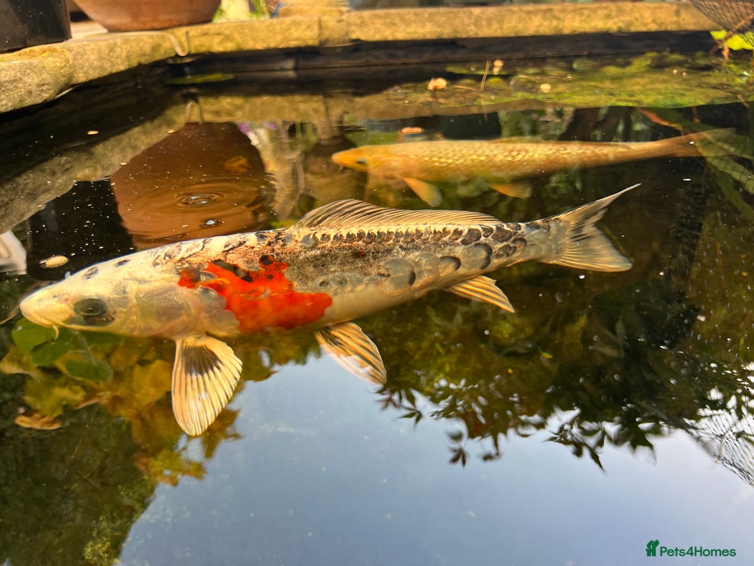 Koi Carp fish for sale: 2 koi Carp for sale  - Image 6