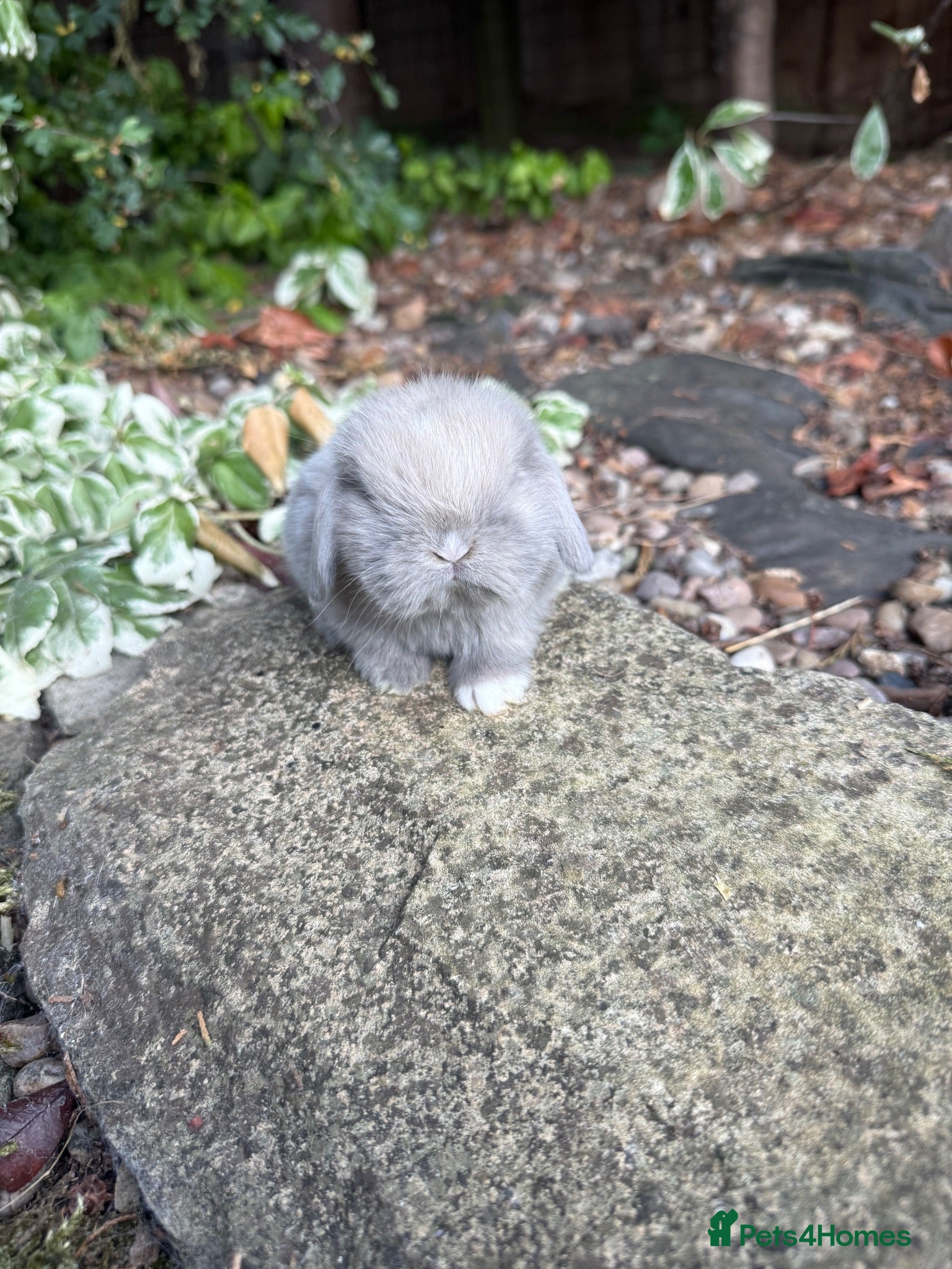 Mini Lop rabbits Hobby breeder of pure bred mini lops  - Advert 1