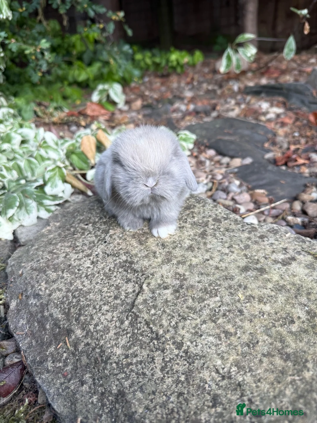 Mini Lop rabbits for sale: Hobby breeder of pure bred mini lops  - Advert 2
