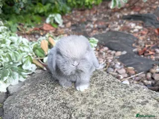Mini Lop rabbits Hobby breeder of pure bred mini lops - Advert 1