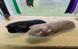 Guinea Pig rodents for sale: Guinea pigs for sale  - Image 6