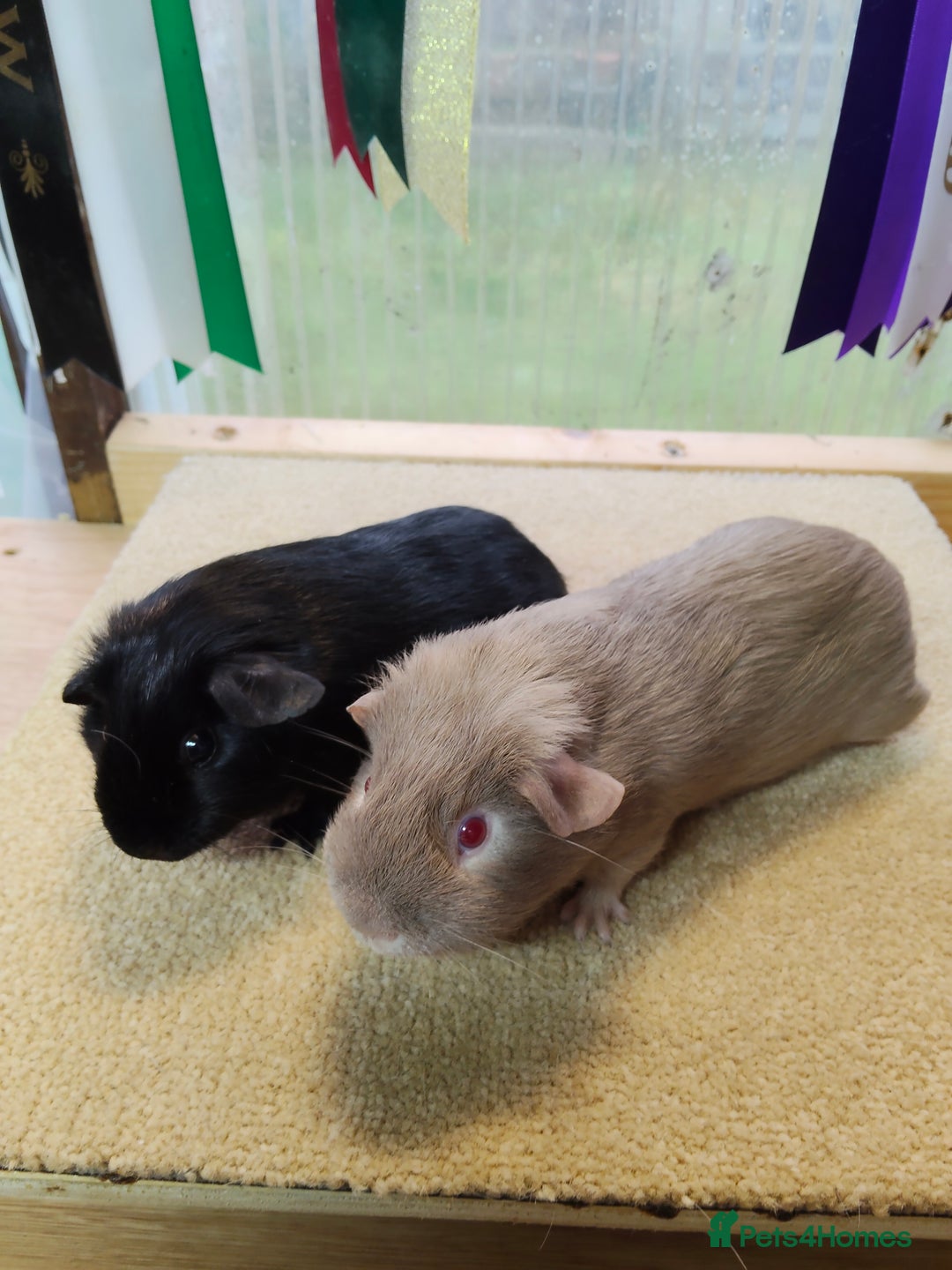 Guinea Pig rodents for sale: Guinea pigs for sale  - Image 6
