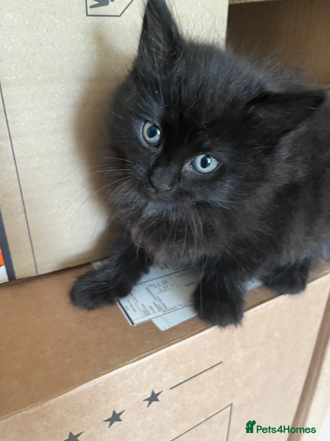 Mixed Breed cats for sale: Ready for Furever Homes in Buckingham - Advert 7