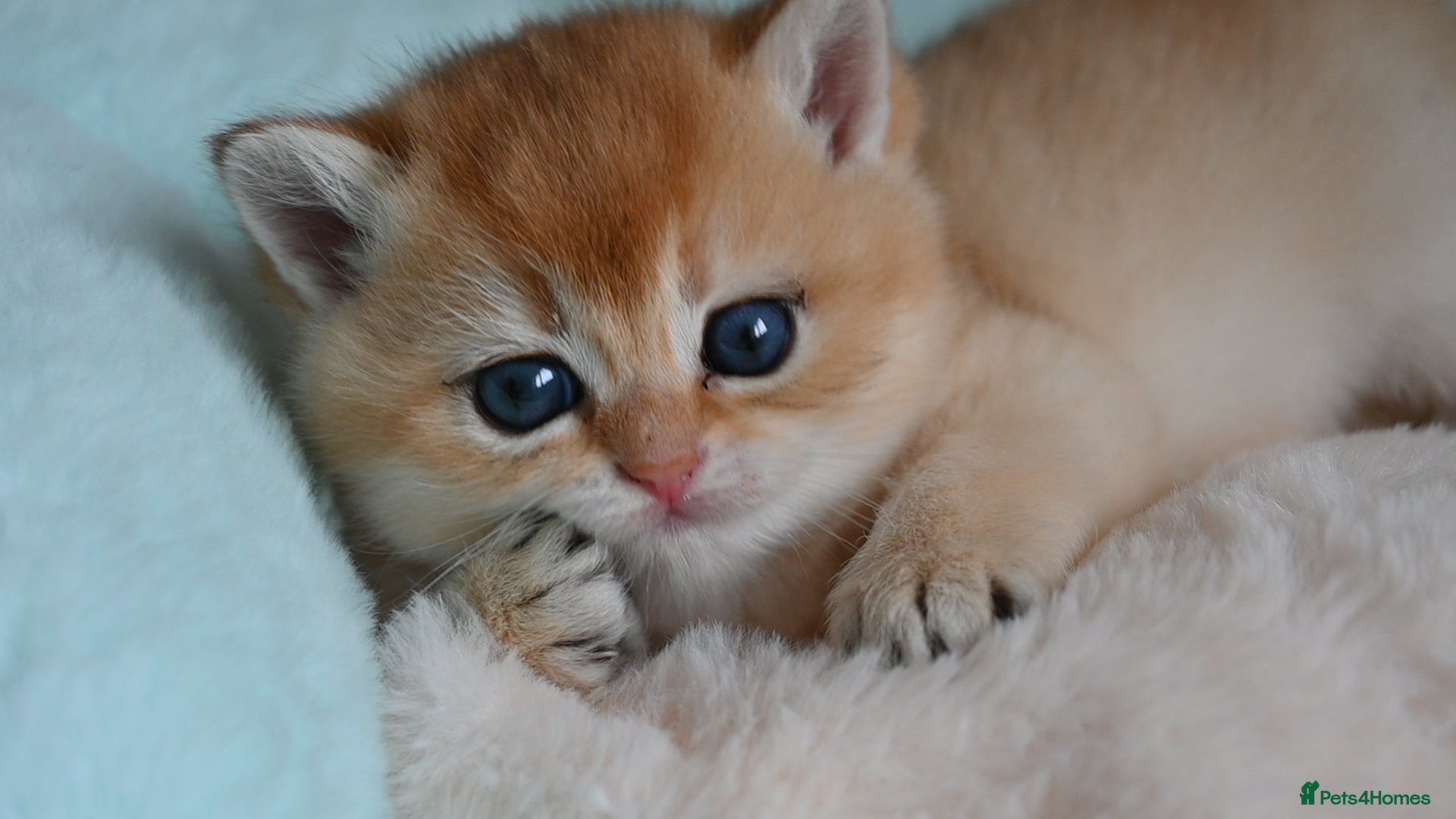British Shorthair cats Exception quality,Champion bloodlines GCCF/TICA  - Advert 2