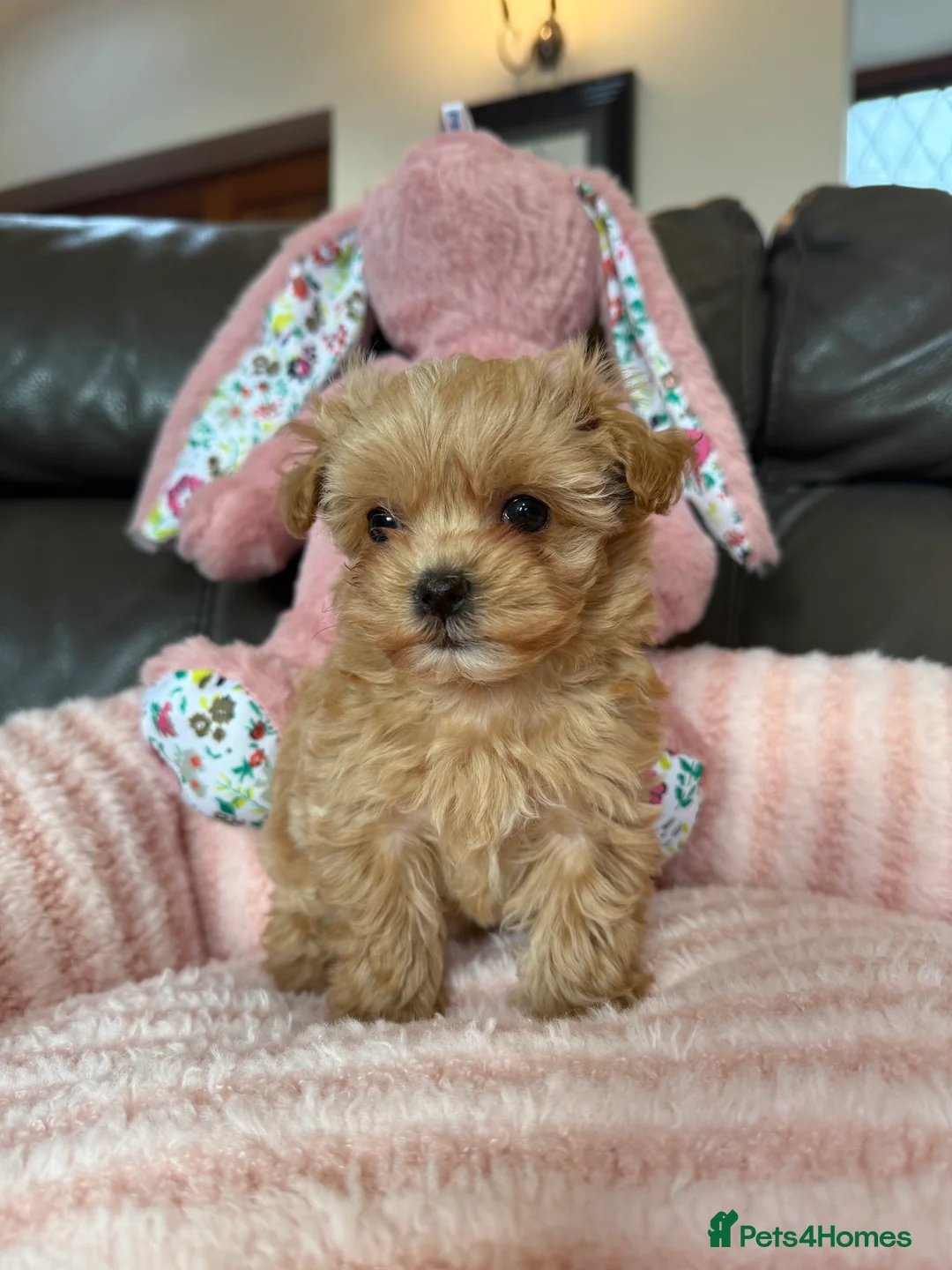Maltipoo dogs for sale: 🧸 Incredible Teddy Bear F1 Asian Maltipoo 🧸 - Advert 5