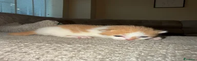 British Longhair Kitten 3