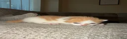 British Longhair cats for sale: 3 beautiful long haired kittens  - Advert 3