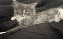 Mixed Breed cats for sale: 4 beautiful kittens for sale  - Image 1