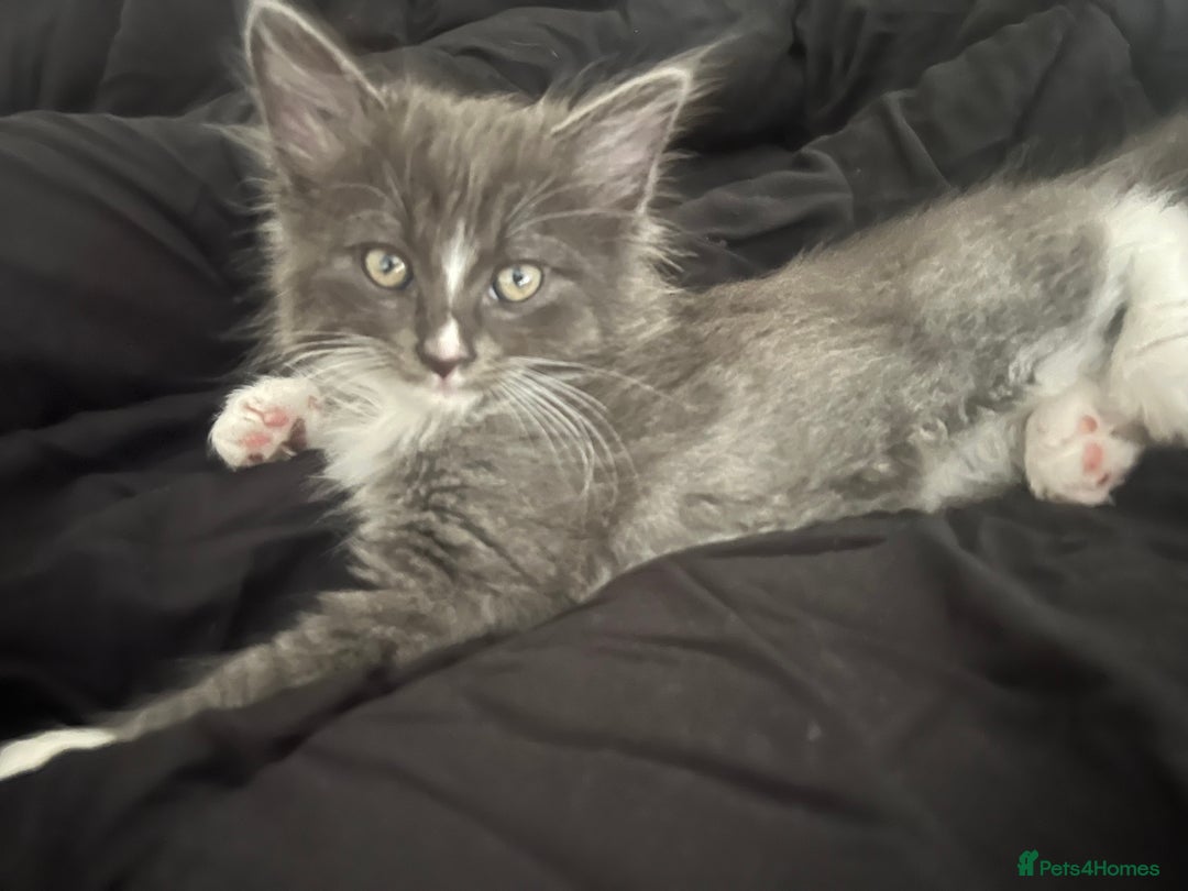 Mixed Breed cats for sale: 4 beautiful kittens for sale  - Image 1