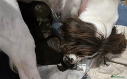Cockapoo dogs for sale: Champion Line 🏆 F1 Miniature Cockapoo Puppies - Image 6