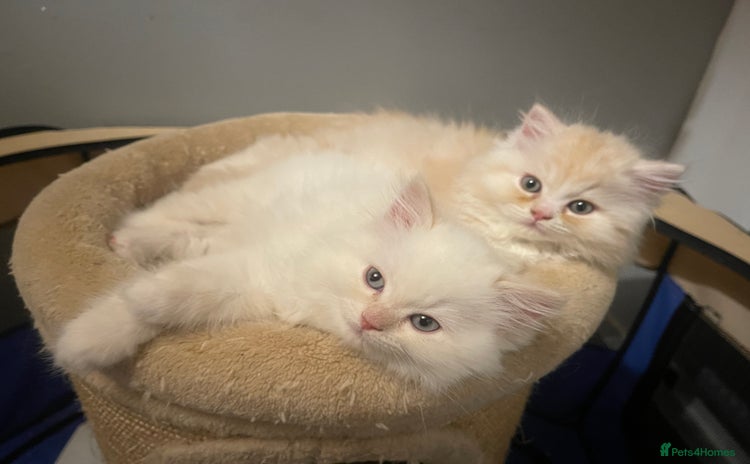Persian cats - Advert 5