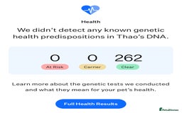 Maltese dogs for stud: ✨Exquisite DOLL KC Korean Maltese Stud DNA Clear ✨ - Image 4