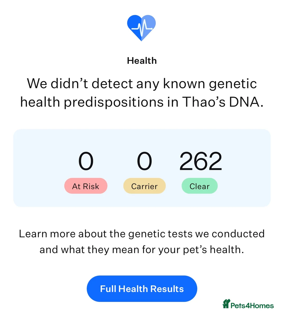 Maltese dogs for stud: 👑Exquisite KC Korean Maltese Stud DNA Clear👑 - Advert 15