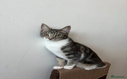 American Shorthair cats for sale: Beautiful tabby cat for sale - Advert 9