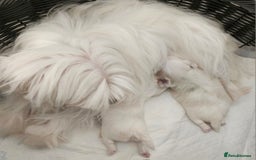 Maltese dogs for sale: Maltese puppies  - Image 2