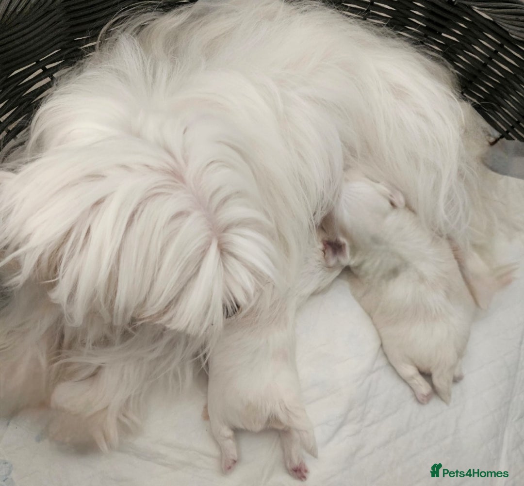 Maltese dogs for sale: Maltese puppies  - Image 2