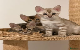 Bengal cats for sale: Pure Bengal Kittens, Ready NOW  - Image 17