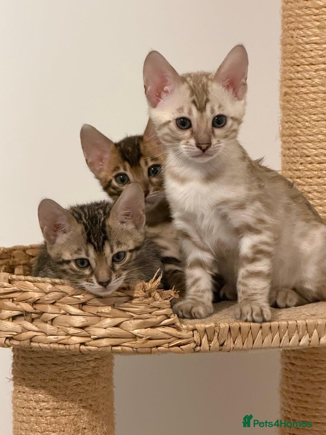 Bengal cats for sale: Pure Bengal Kittens, Ready NOW  - Image 17