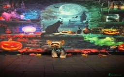 Yorkshire Terrier dogs for stud: For stud - Image 2