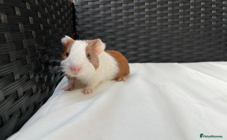 Guinea Pig rodents - Advert 12