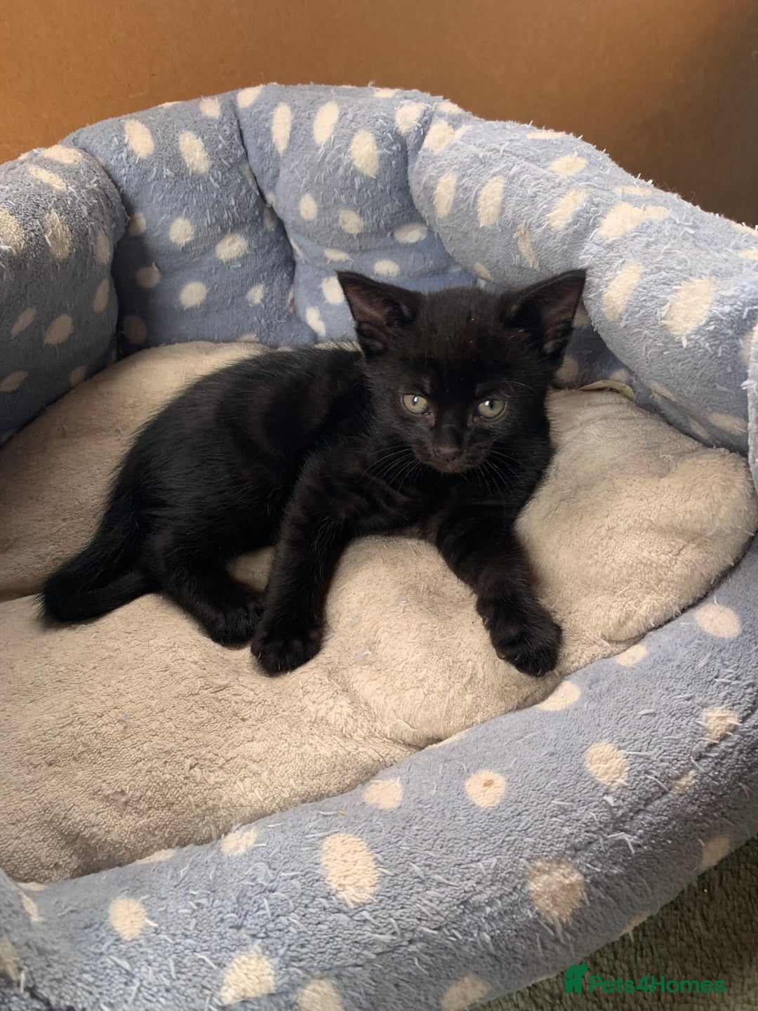 Domestic Shorthair cats for sale: Tabby kittens for sale - Image 27